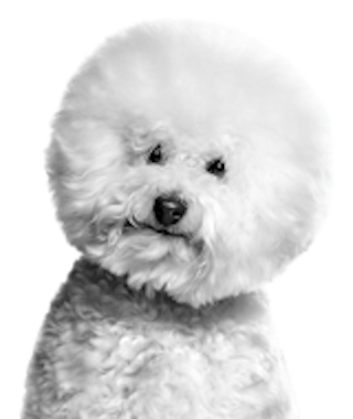 Чёрно-белое изображение собаки